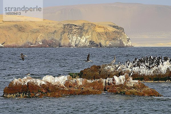 Vogelinsel im Paracas National Reserve  Paracas  Region Ica  Peru  Südamerika