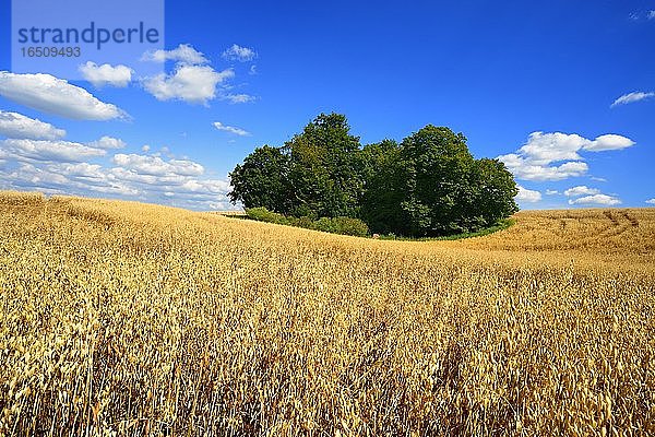 Haferfeld mit Feldgehölz unter blauem Himmel mit Cumuluswolken  Uckermark  Brandenburg  Deutschland  Europa