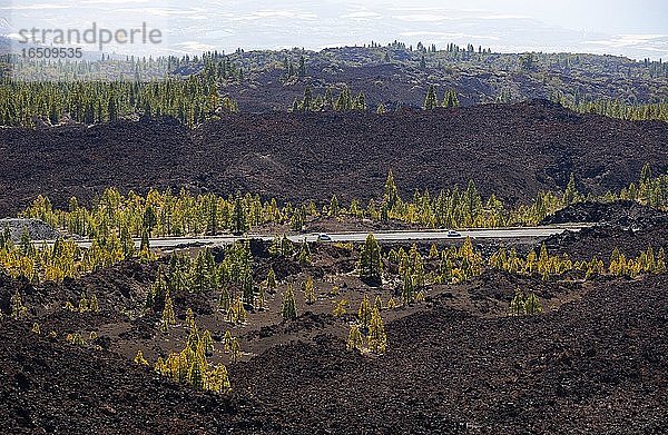 Kanarische Kiefern (Pinus canariensis) in Vulkanlandschaft  Straße durch den Teide Nationalpark  UNESCO Weltnaturerbe  Teneriffa  Kanarische Inseln  Spanien  Europa