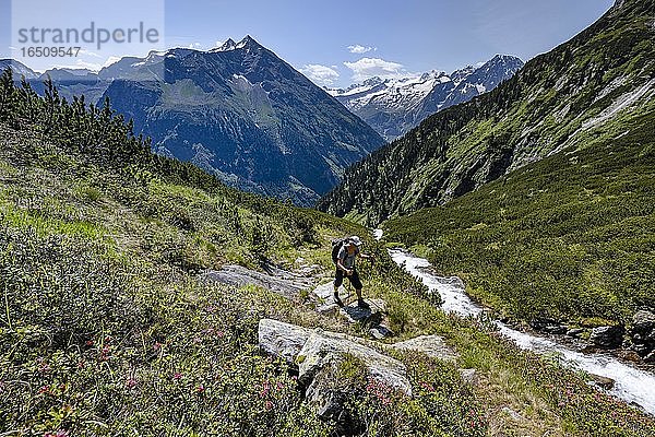 Wanderer auf Wanderweg  Berliner Höhenweg  links Großer Greiner  rechts Kleiner Hochsteller  Kälberlahnerspitze und Hochsteller  Zillertaler Alpen  Zillertal  Tirol  Österreich  Europa