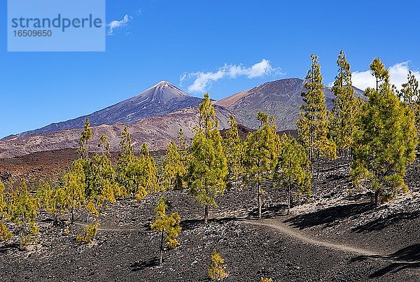 Kanarische Kiefern (Pinus canariensis) in Vulkanlandschaft  hinten der Pico del Teide und Pico Viejo  Teide Nationalpark  Teneriffa  Kanarische Inseln  Spanien  Europa