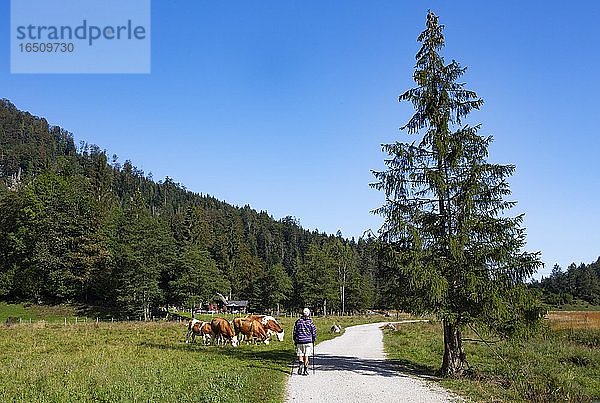 Wanderweg vom Schwarzensee zur Moosalm mit Kuhherde auf der Alm  Gemeinde St.Wolfgang  Salzkammergut  Oberösterreich  Österreich  Europa