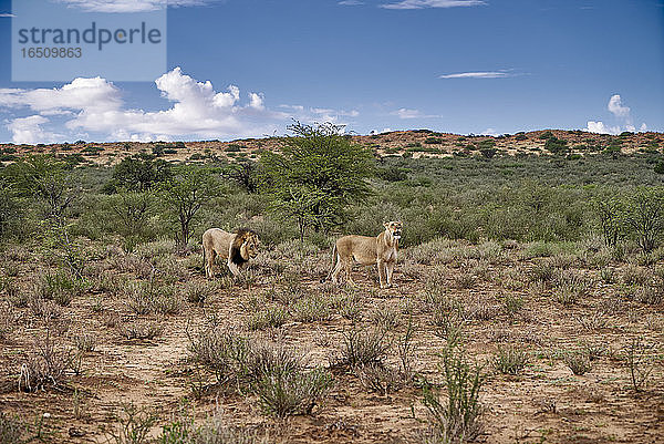 Zwei Löwen  Kgalagadi-Transfrontier-Nationalpark  Botswana  Südafrika  Afrika