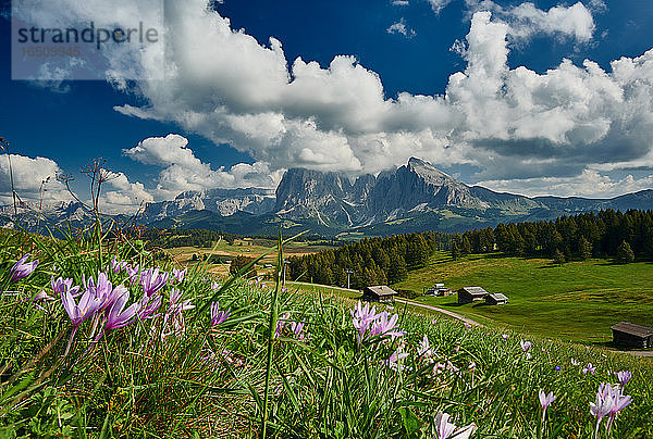 Seiser Alm  Dolomiten  Südtirol  Italien  Europa