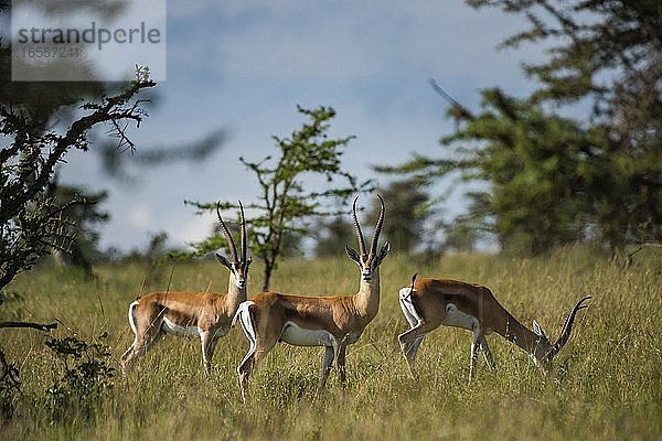 Grant's Gazelle (Gazella granti) auf der El Karama Ranch  Bezirk Laikipia  Kenia