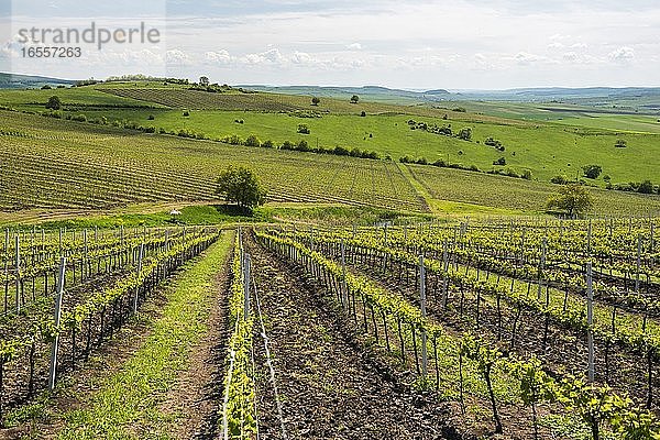 Weinberge auf einem Weingut in der Nähe von Brasov  Siebenbürgen  Rumänien
