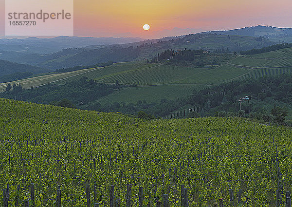 Weinberge in der Abenddämmerung in der Nähe von Pieve di Panzano in der Region Chianti  Toskana  Italien.