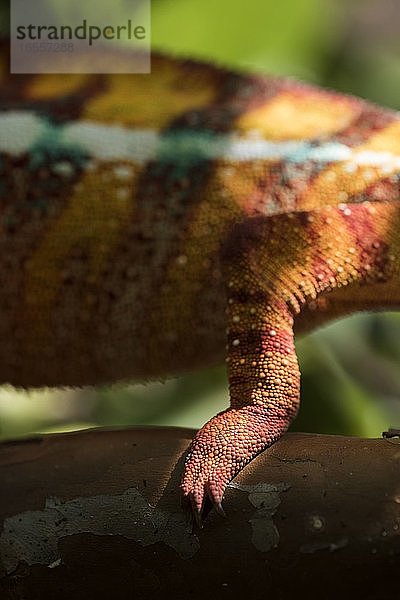 Rotes Pantherchamäleon (Furcifer pardalis)  endemisch auf Madagaskar