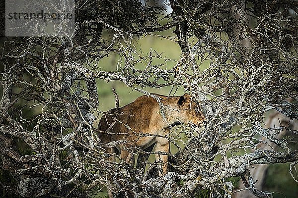 Löwe (Panthera leo  Löwin) auf der El Karama Ranch  Bezirk Laikipia  Kenia