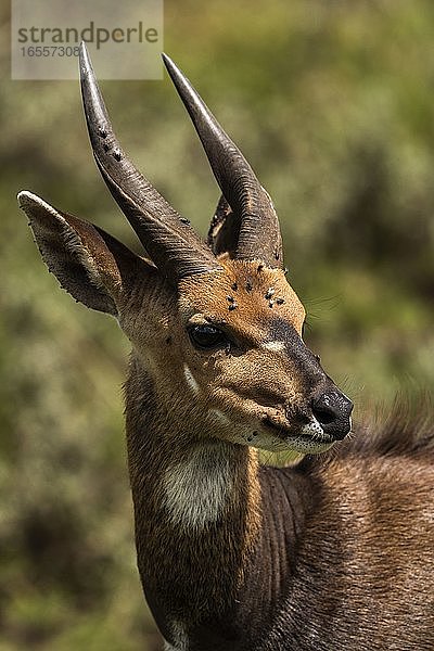 Kap-Buschbock (Tragelaphus sylvaticus) im Aberdare-Nationalpark  Kenia