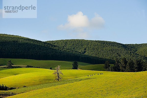 Rolling Hills in Southern Lakes  Südinsel Neuseeland. Dieses Foto von Neuseelands atemberaubender Landschaft wurde in der Region Central Otago auf der Fahrt zwischen Christchurch und Lake Tekapo aufgenommen. Die Landschaft auf der Südinsel Neuseelands ist so vielfältig  aber immer schön. In der einen Minute leuchtend grüne  grasbewachsene Hügel  in der nächsten schneebedeckte Berge.