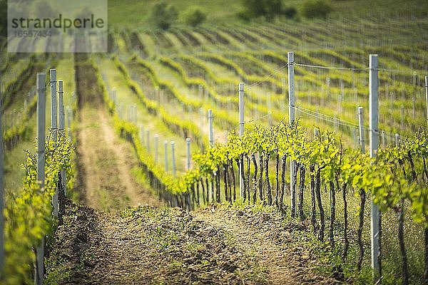 Weinberge auf einem Weingut in der Nähe von Brasov  Siebenbürgen  Rumänien