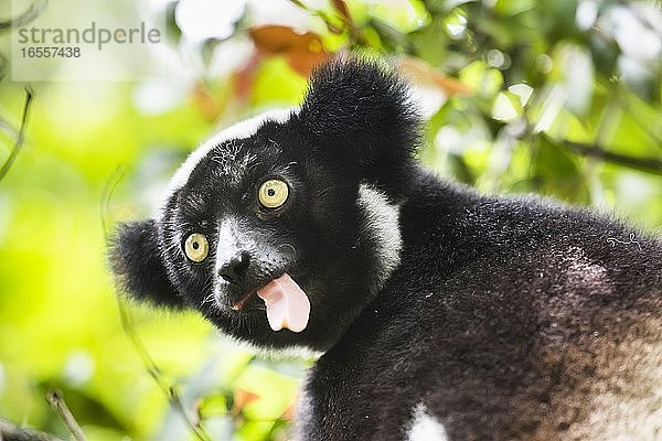 Indri alias Babakoto (Indri Indri)  ein großer Lemur im Perinet-Reservat  Andasibe-Mantadia-Nationalpark  Ost-Madagaskar