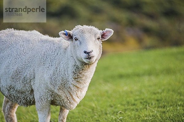 Foto von neuseeländischen Schafen auf einem Feld in Golden Bay  Südinsel  Neuseeland. Die neuseeländischen Schafe sind dafür bekannt  dass sie die menschliche Bevölkerung fast im Verhältnis 10:1 übertreffen!