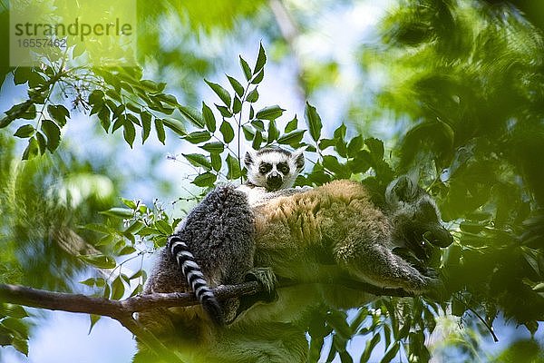 Ringschwanzlemuren-Baby (Lemur catta)  Anja Community Reserve  Region Haute Matsiatra  Madagaskar