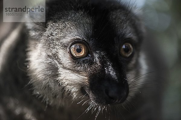 Brauner Lemur (Eulemur fulvus)  Lemureninsel  Andasibe  Ost-Madagaskar