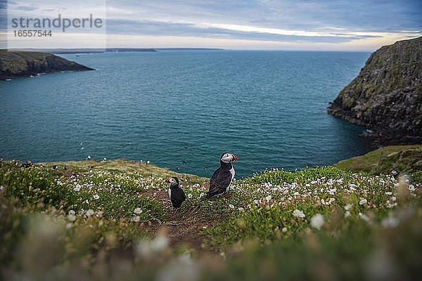 Papageientaucher auf der Insel Skomer  Pembrokeshire Coast National Park  Wales  Vereinigtes Königreich