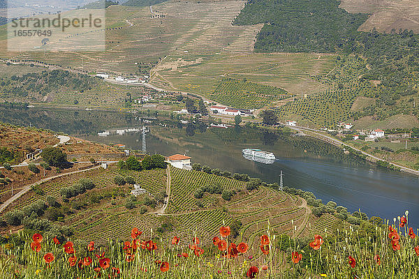 Portugal. Weinberge entlang des Douro-Flusses zwischen Paso da Regua und Pinhao im Bezirk Viseu oder am Südufer des Flusses. Ausflugsboot auf dem Fluss. Die Region Alto Douro WIne gehört zum UNESCO-Weltkulturerbe.