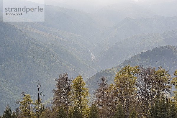 Herbstfarben in den Karpaten  Parang-Gebirge  Ranca  Region Oltenia  Rumänien