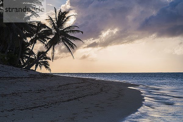 Palme an einem tropischen Strand bei Sonnenaufgang  Titikaveka  Rarotonga  Cookinseln