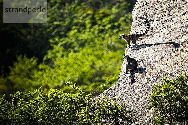 Ringelschwanz-Lemur (Lemur catta)  Anja Community Reserve  Region Haute Matsiatra  Madagaskar