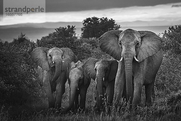 Herde des Afrikanischen Elefanten (Loxodonta africana) auf der Sosian Ranch  Bezirk Laikipia  Kenia