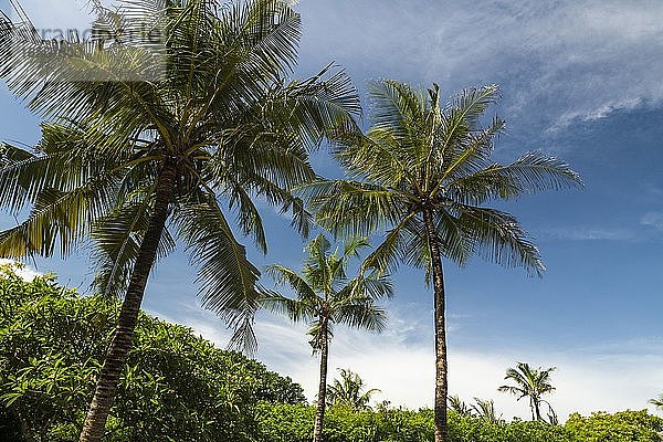 Palmen am Strand der Watamu-Bucht  Watamu  Bezirk Kilifi  Kenia
