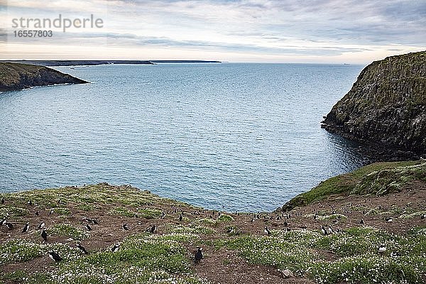 Papageientaucher auf der Insel Skomer  Pembrokeshire Coast National Park  Wales  Vereinigtes Königreich