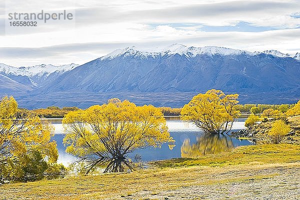 Schneebedeckte Berge und Herbstbäume am Lake Alexandrina  Südinsel  Neuseeland. Der Campingplatz des Lake Alexandrina Department of Conservation ist zweifelsohne einer der schönsten Campingplätze Neuseelands  vor allem im Herbst. Die hier abgebildeten schneebedeckten Berge bilden die perfekte Kulisse für die goldenen Herbstbäume  die die Ufer des Lake Alexandrina säumen.