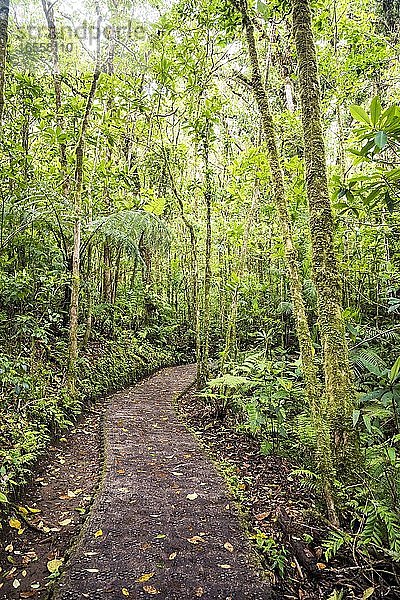 Selvatura Baumkronen-Hängebrücken  Monteverde Nebelwald-Reservat  Puntarenas  Costa Rica  Mittelamerika