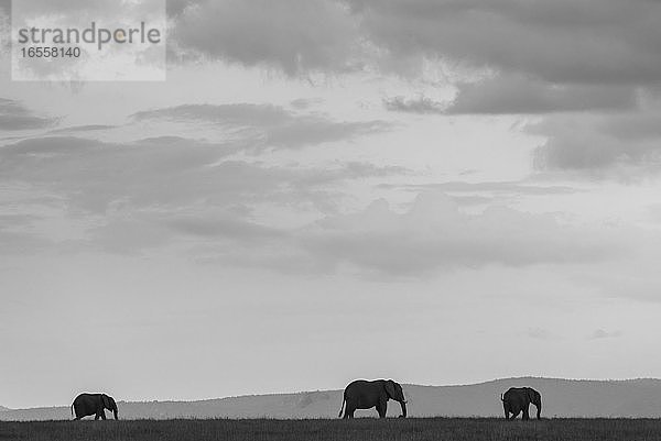 Afrikanischer Elefant (Loxodonta Africana) auf der El Karama Ranch  Bezirk Laikipia  Kenia
