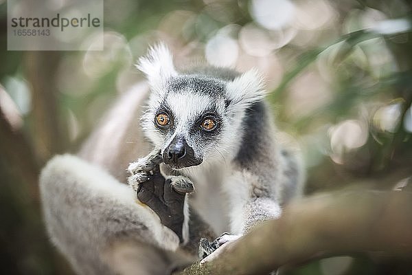 Ringelschwanz-Lemur (Lemur catta)  Isalo-Nationalpark  Region Ihorombe  Südwest-Madagaskar