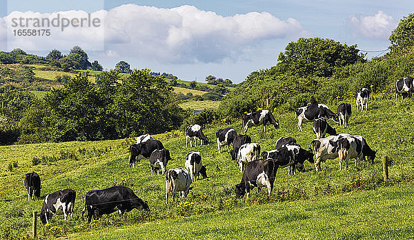 in der Nähe von Lisbealad  Grafschaft Cork  Republik Irland. Irland. Feld mit Milchkühen.