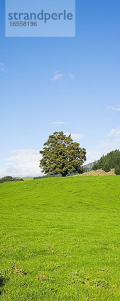 Panoramafoto eines einsamen Baumes in einem Feld im Abel Tasman National Park  Südinsel  Neuseeland. Dieses Panoramafoto zeigt einen einzelnen einsamen Baum auf einem Hügel in der Mitte eines Feldes im Abel Tasman National Park  Südinsel  Neuseeland.