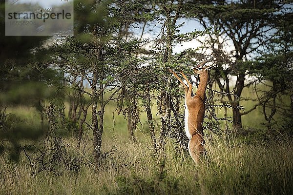 Gerenuk (Litocranius walleri) auf der El Karama Ranch  Bezirk Laikipia  Kenia