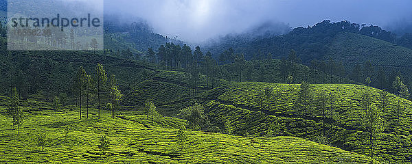 Teeplantagen in der Berglandschaft Indiens  Munnar  Western Ghats Mountains  Kerala