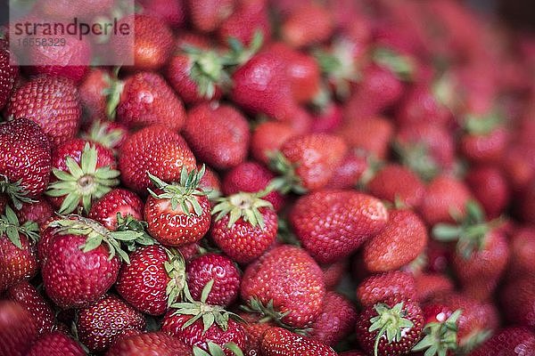 Erdbeeren zu verkaufen in Sapanta Market  Maramures  Rumänien