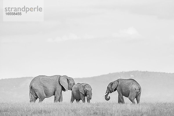 Afrikanischer Elefant (Loxodonta Africana) auf der El Karama Ranch  Bezirk Laikipia  Kenia