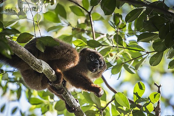 Rotbauch-Lemur (Eulemur Rubriventer)  Ranomafana-Nationalpark  Zentrales Hochland von Madagaskar