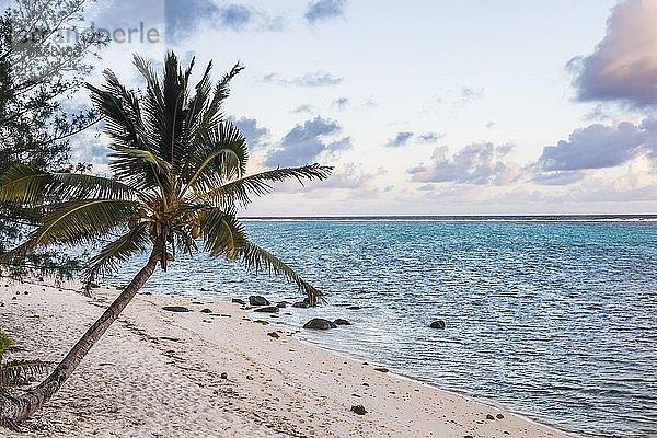 Palme am Strand von Muri bei Sonnenuntergang  Muri  Rarotonga  Cookinseln