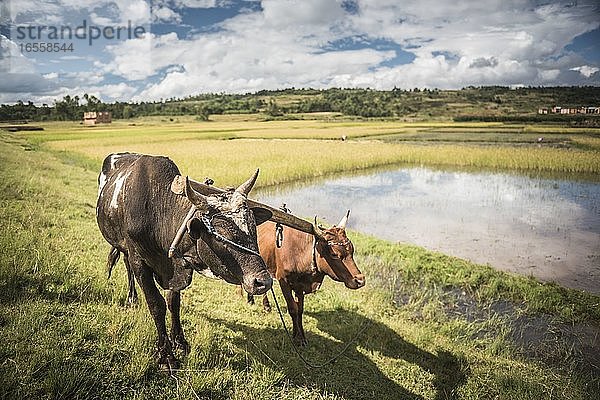 Zebu-Rinder in Reisfeldern auf der RN7 (Route Nationale 7) bei Ambatolampy im zentralen Hochland von Madagaskar
