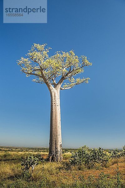 Baobab-Baum  Ifaty  Südwest-Madagaskar  Afrika