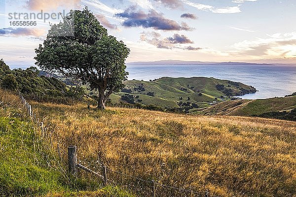 Landschaft bei Coromandel Town  Coromandel Peninsula  Neuseeland Nordinsel