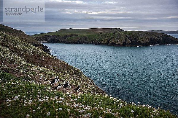 Papageientaucher auf der Insel Skomer  Pembrokeshire Coast National Park  Wales  Vereinigtes Königreich