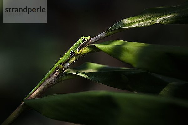 Pfauentaggecko (Phelsuma quadriocellata)  Nationalpark Ranomafana  Region Haute Matsiatra  Madagaskar