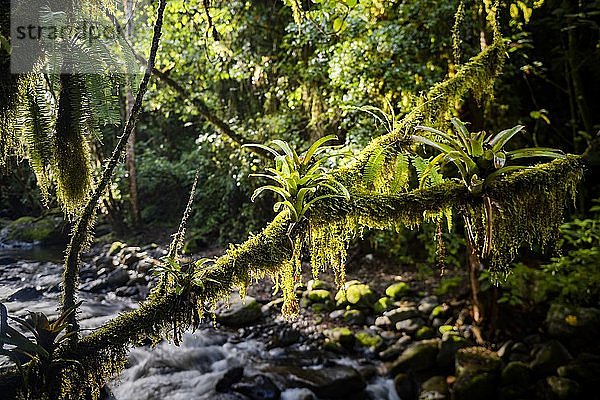 Savegre-Fluss (Rio Savegre)  San Gerardo de Dota  Provinz San José  Costa Rica