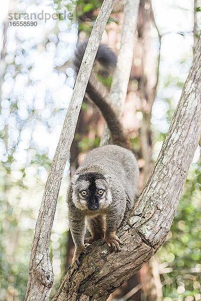 Brauner Lemur (Eulemur fulvus)  Lemureninsel  Andasibe  Ost-Madagaskar