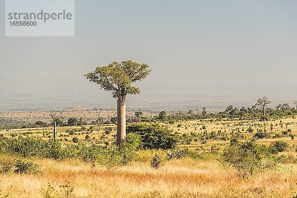 Baobab-Bäume von der RN7 bei Ifaty  Südwest-Madagaskar  Afrika