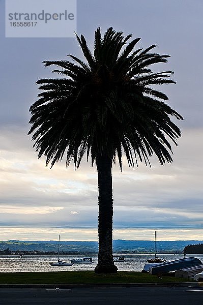 Palm Tree Silhouetted at Tauranga Harbour  Tauranga  Nordinsel  Neuseeland