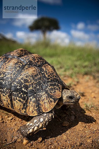 Landschildkröte (Stigmochelys) auf der El Karama Ranch  Bezirk Laikipia  Kenia
